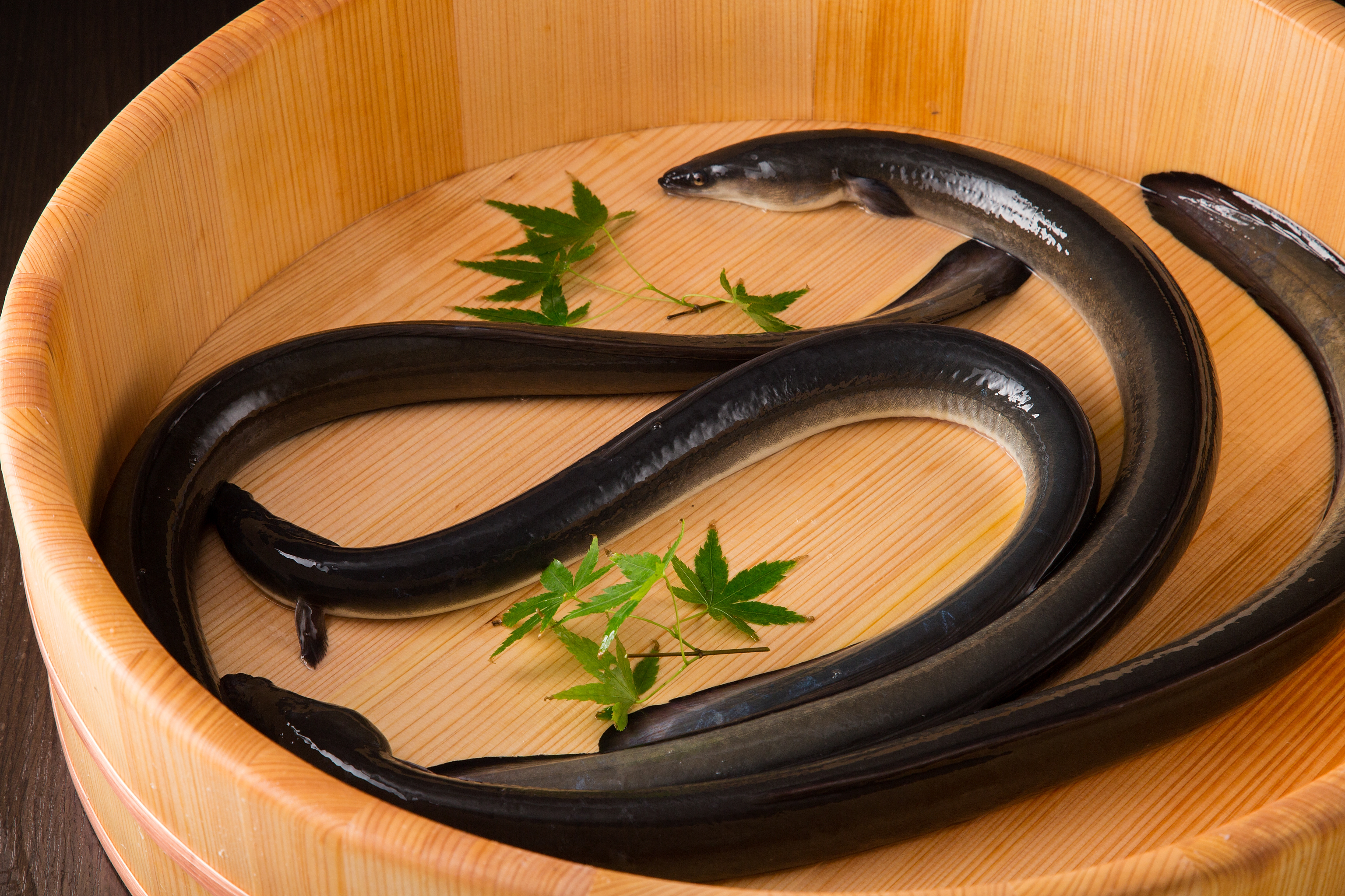 鰻尽くし会席【松】